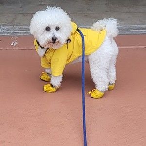 Meet your Posher, D. conchita